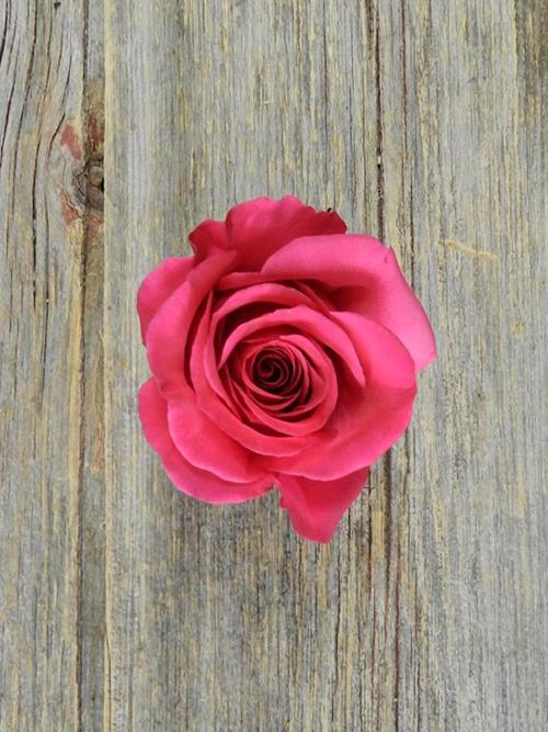 Queenberry  Dark Pink Rose